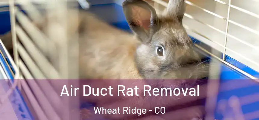  Air Duct Rat Removal Wheat Ridge - CO