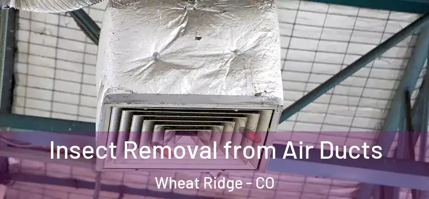 Insect Removal from Air Ducts Wheat Ridge - CO