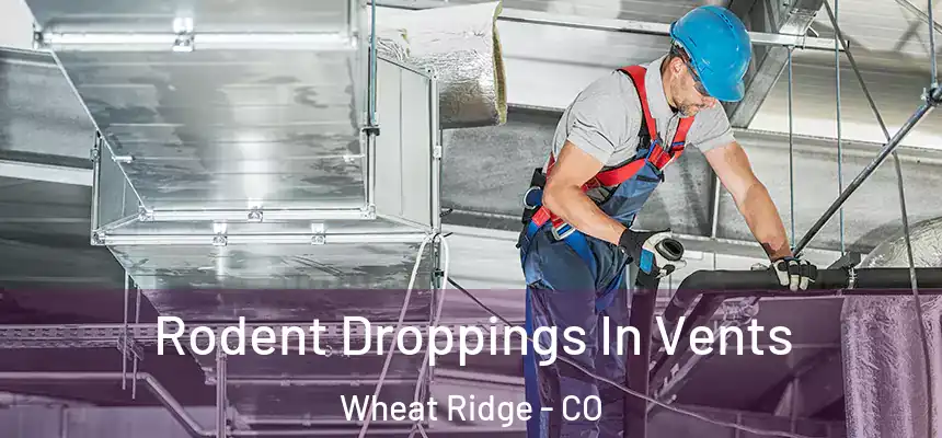  Rodent Droppings In Vents Wheat Ridge - CO